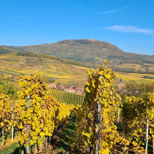 Vins et crémants d'Alsace